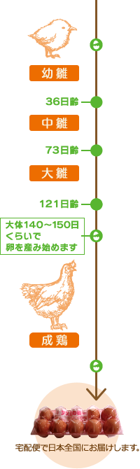 タズミの卵ができるまで 健康卵のギフト 兵庫県のタズミの卵 安心が見える 品質と味に自信あり